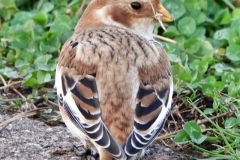 Snow Bunting from Ian Hart