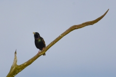 Starling on Porlock -Marsh; Photo Alastair Stevenson.