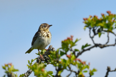 Tree Pipit the Allotment. Photo by A. Stevenson