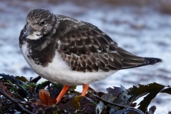 Turnstone on Dunster Beach : Ian Hart