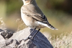 Wheatear, North Hill: lan  Hart