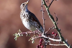 Redwing: John Rivoire