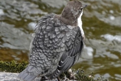 Dipper at Lynmouth by Ian Hart