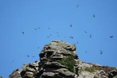 House martins in Valley of the Rocks by Ian Hart