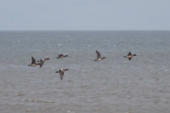 Wigeons in flight over Dunster Beach taken by Ian Hart March 2022