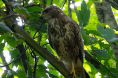 Buzzard, Buteo buteo, photo by J.Barker