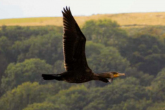 Cormorant, Phalacrocorax carbo , photo by J. Barker with thanks