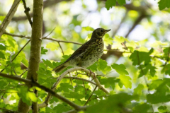 juvenile Mistle Thrush by J.Barker
