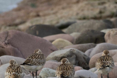 Bar-tailed Godwits, Limosa lapponica , photo by J.Barker with thanks