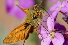 Ian Hart:  Large Skipper
