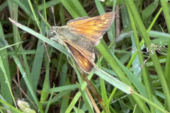 Large skipper by J. Windle on ENPA's walk at Driver Farm