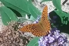 Sian Parry: Silver-washed fritillary