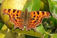 Vanessa Wolfman: Comma butterfly on pear tree