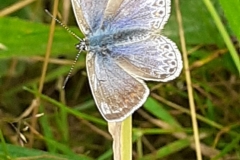 Faded Common blue butterfly by Vanessa Wolfman
