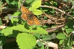 Heath Fritillary  at Halse Combe; Photo by James Windle