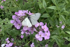 Black Veined White From Gavin Haig NOT found on Exmoor and was bred by Gavin in his wildlife garden in Devon.