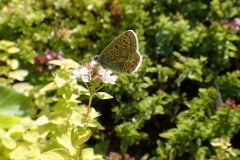 Common Blue Butterfly . Female on Marjoram: Martina Slater