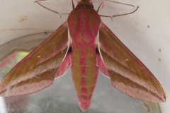 Sian Parry:  Elephant Hawkmoth