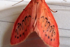 Sian Parry:  Rosy  footman moth
