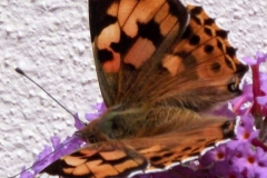Sian Parry: Painted Lady butterfly