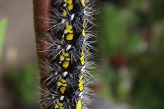 Sian Parry: Scarlet Tiger moth caterpillar