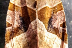Sian Parry: Angle Shades moth