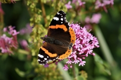 Red Admiral by Alastair Stevenson