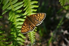Heath Fritillary, Dunkery, by Alstair Stevenson