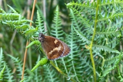 Gatekeeper (Pyronia-tithonus) taken on Simonsbath walk July 2022 by KNA Moses with thanks