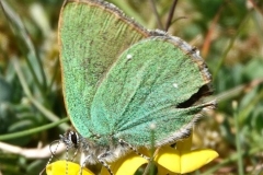 Green-Hairstreak at North-Hill: Ian Hart