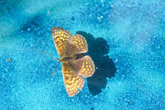 Heath Fritillary Alcombe.  Photo by A. Stevenson