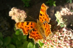 Annabel Campbell:  Comma Butterfly