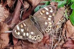 Speckled Wood at Cloutsham Ball taken by Lynn Downey