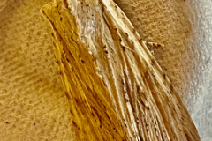 Pale Pinion Lithophane socia, by M.Slater.