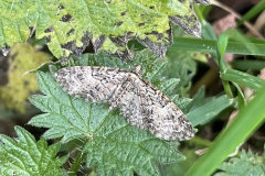 Brindled Pug Eupithsia abbreviata 4/1/26 at Middlecombe by M.Slater with thanks.