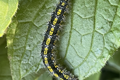 Scarlet Tiger Moth caterpillar at Middlecombe, on Green Alkanet plants. Photo by M. Slater.