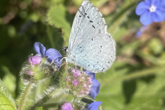 Holly Blue butterfly Celestrina argiolus on Green Alkanet flowers. By M.Slater