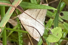 Brown Silver Line moth Petrophora chlorosata by M. Slater