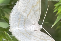 Common Wave moth, Cabera exanthemata by M Slater
