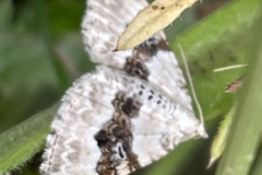 Silver Ground Carpet moth Xanthorhoe montanata by M Slater