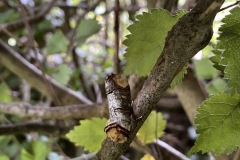 Claire Kenward: Buff tip moth
