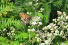 Grayling Butterfly Hipparchia semele: Martina Slater