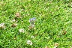 Common Blue butterfly: Martina Slater.