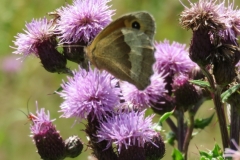 Meadow Brown Maniola jurtina: Martina Slater