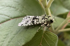  Merveille du Jour moth Griposia aprilina: Photo by M. Slater