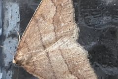 male Dotted Border Agriopsis marginaria by  M Slater