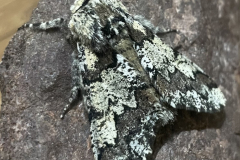  a male Oak Beauty Biston strataria  by M Slater
