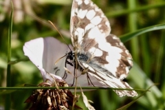 Ian Hart: Marbled White