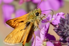 Ian Hart: Large Skipper