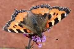 IanHart: Small Tortoiseshell